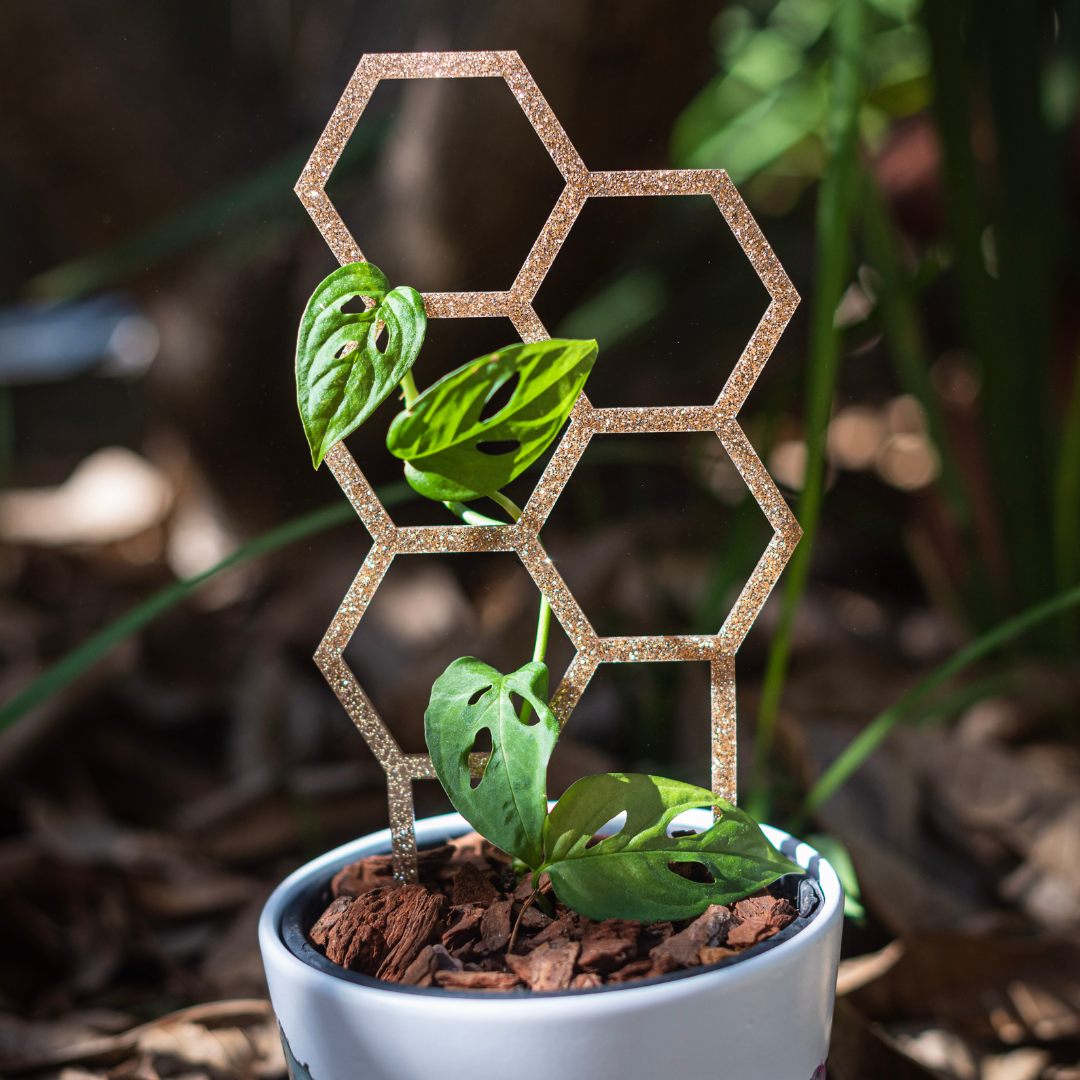 10 Easy Indoor Plants That Look Amazing with Plant Climbers