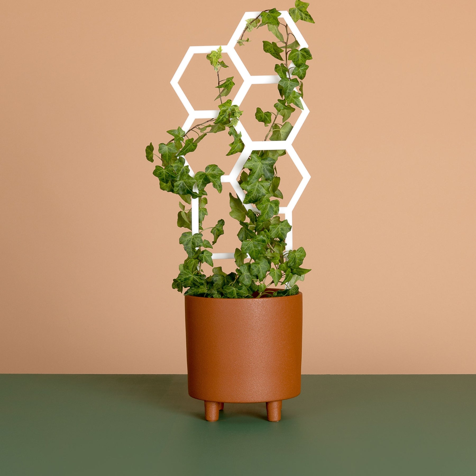 Large Plant Climbers