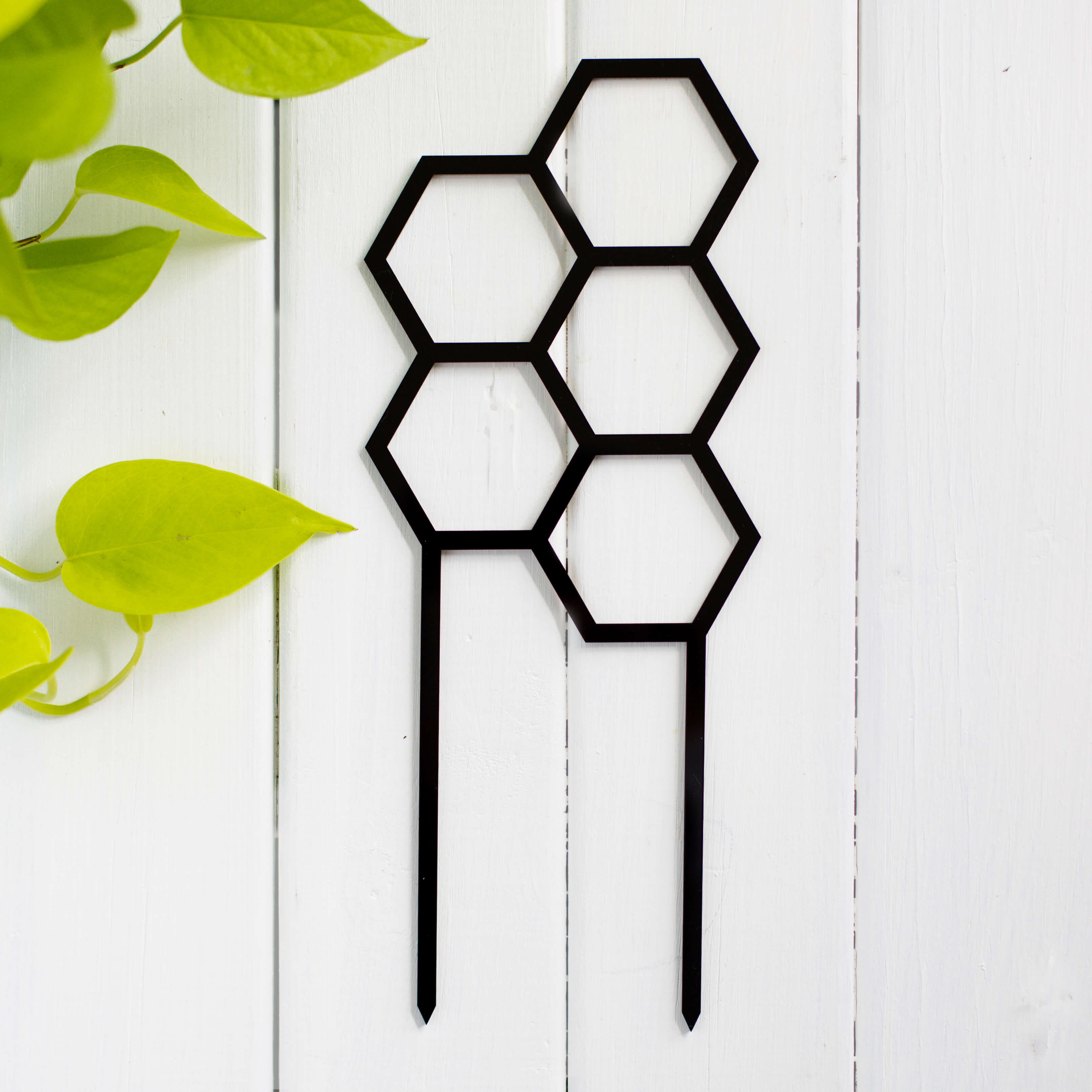 Hex Medium Sized Plant Climber in Black Acrylic flat lay
