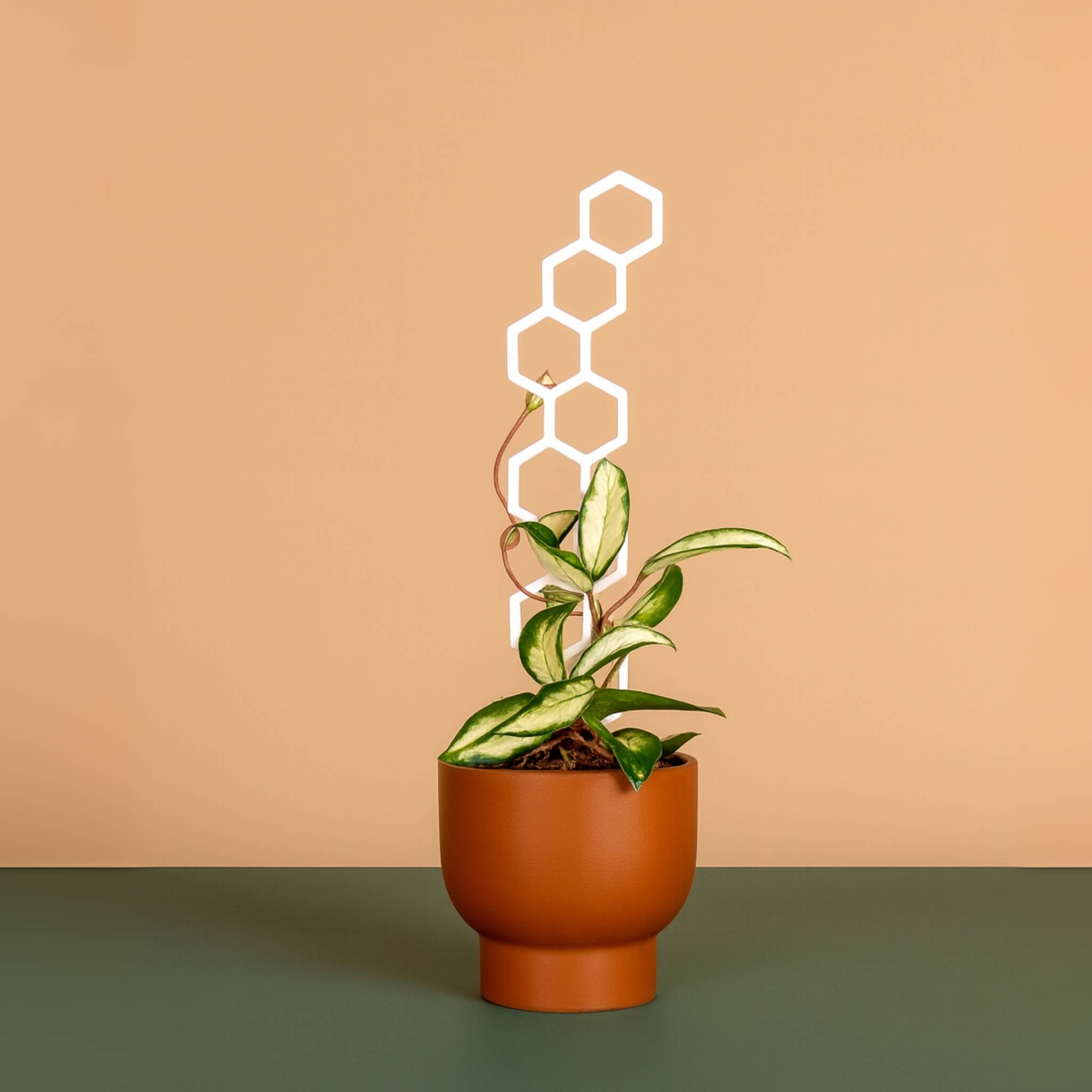 Mini Bee Stalk – Medium Sized Plant Climber for Growing Indoor Plants