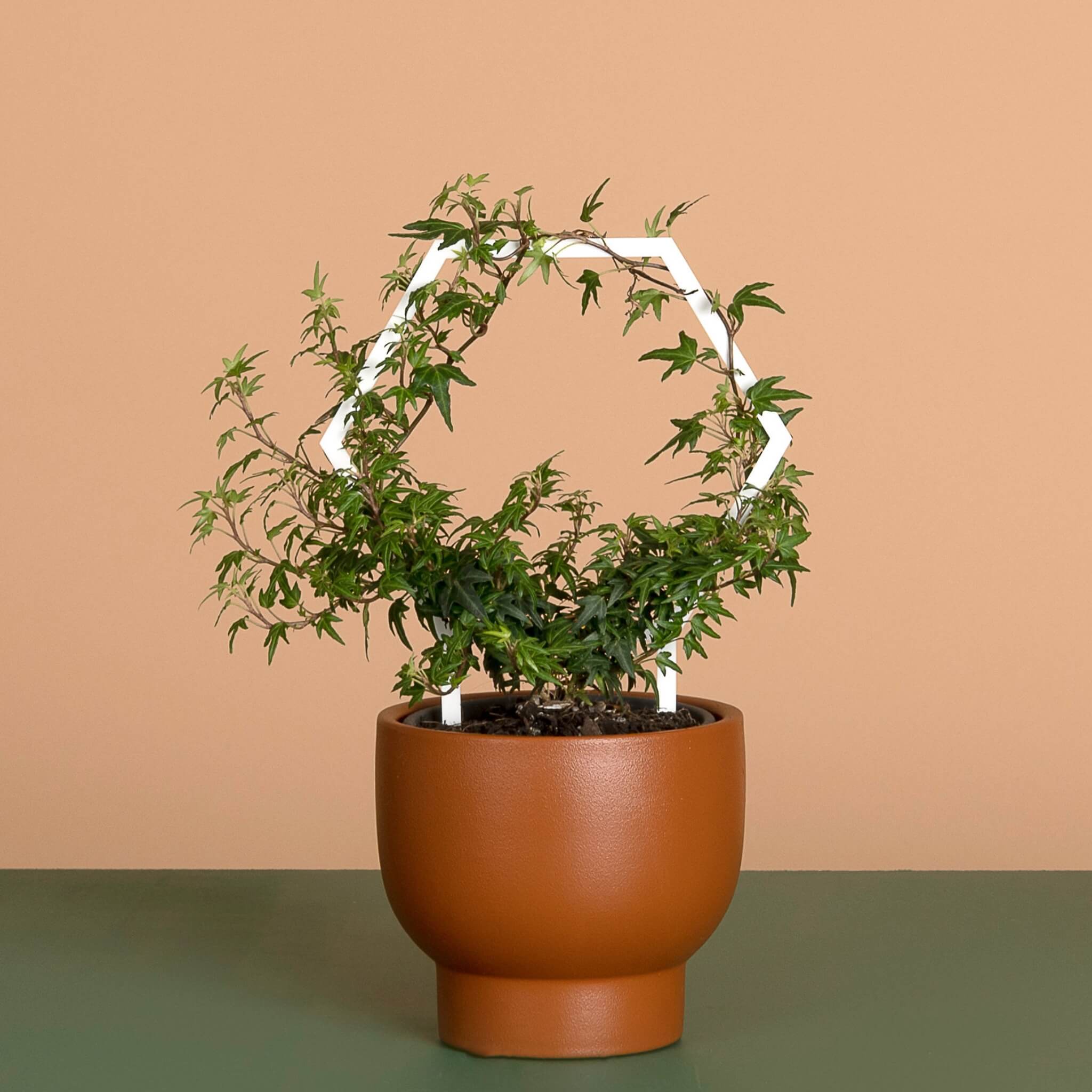 Bumbledore – Circular Wreath Plant Climber for Hoyas & Trailers
