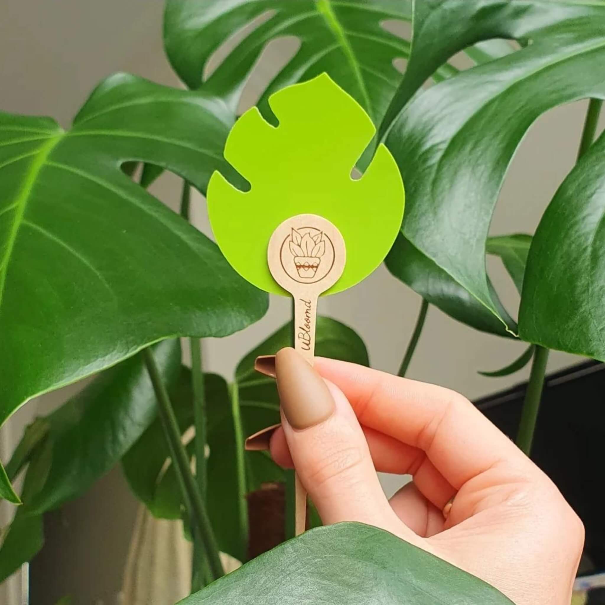 Monstera leaf shaped gnat traps by Unbloomd for indoor plants