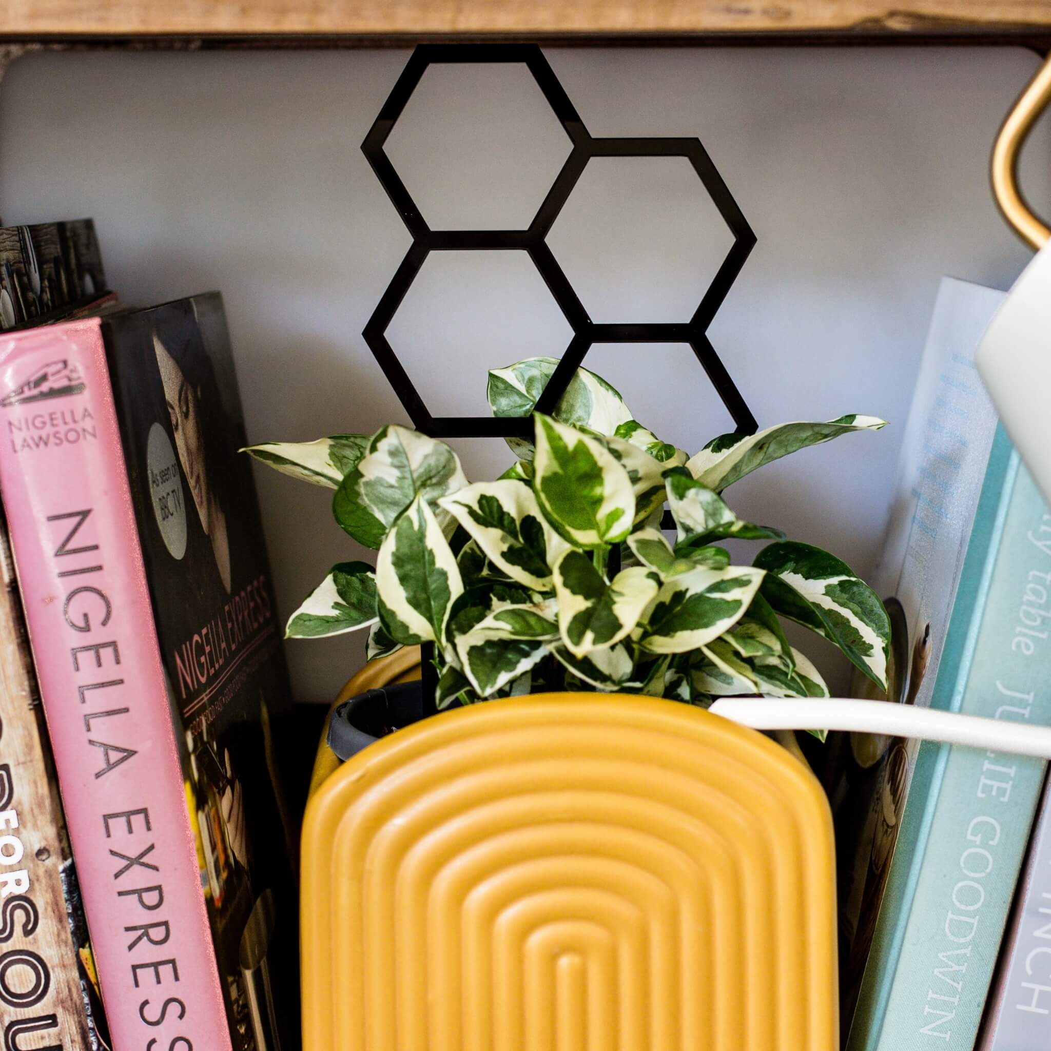 Hex Medium Sized Plant Climber in Black supporting climbing plant in pot