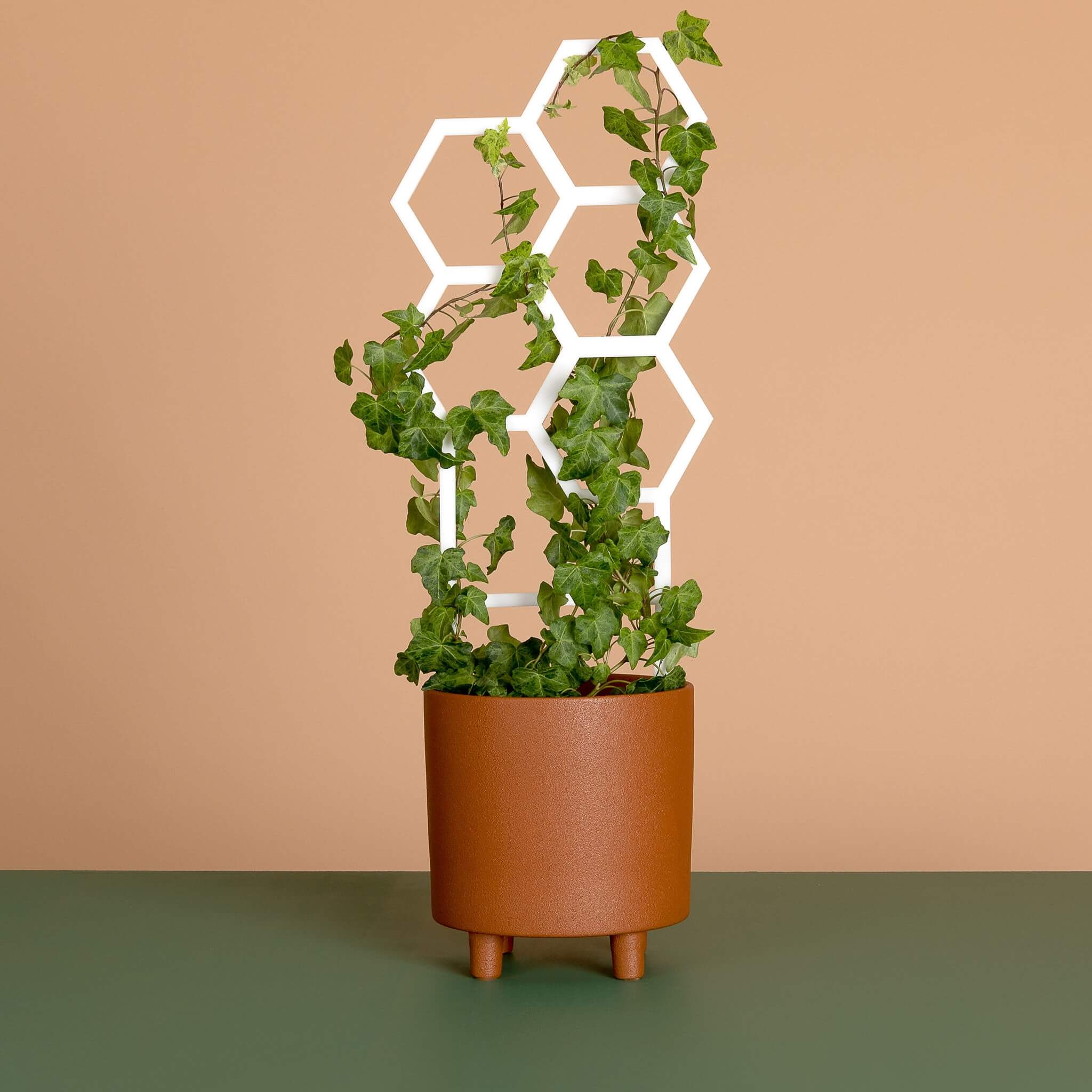 Hive plant trellis in white acrylic supporting climbing ivy in terracotta pot