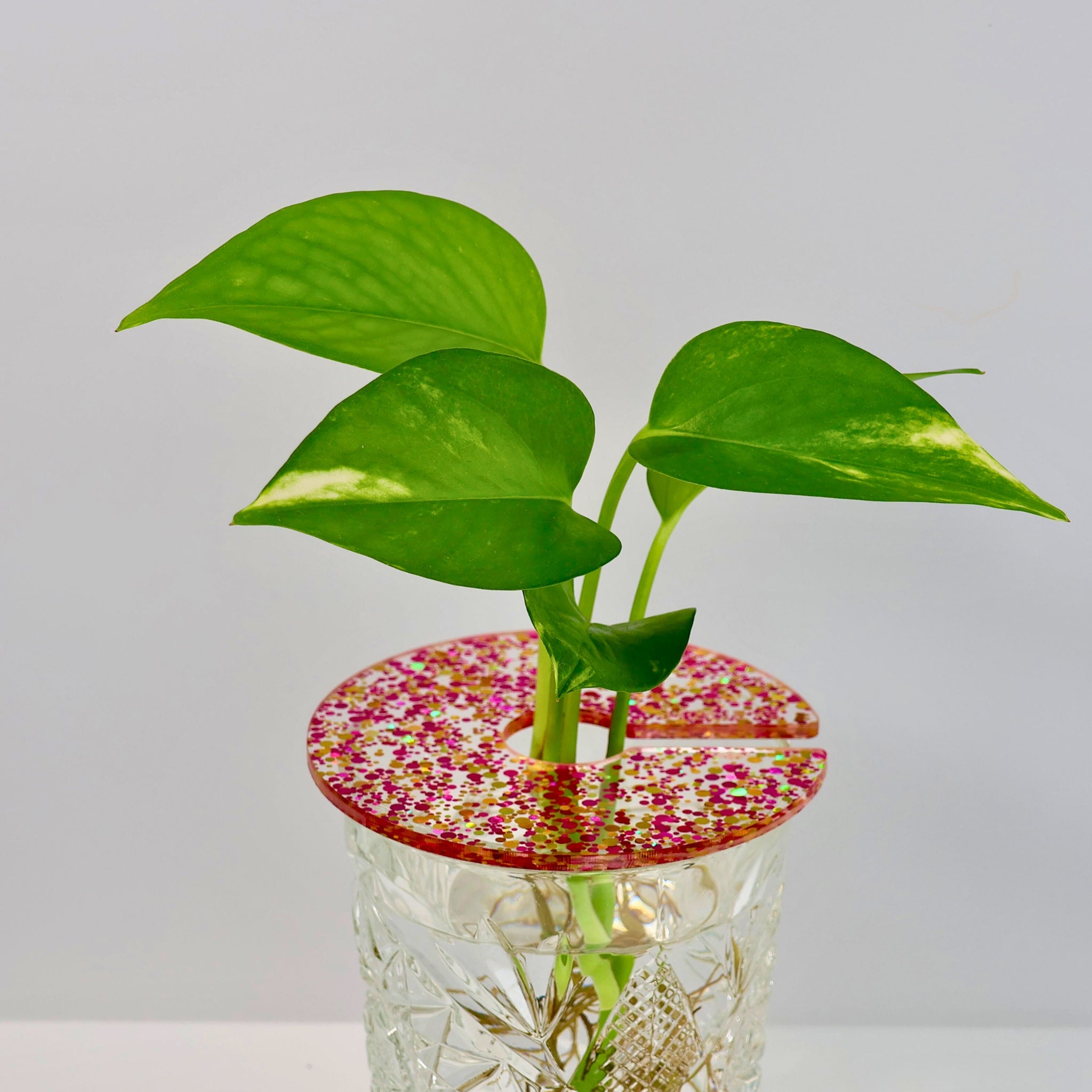 Propagation Disc (Large)