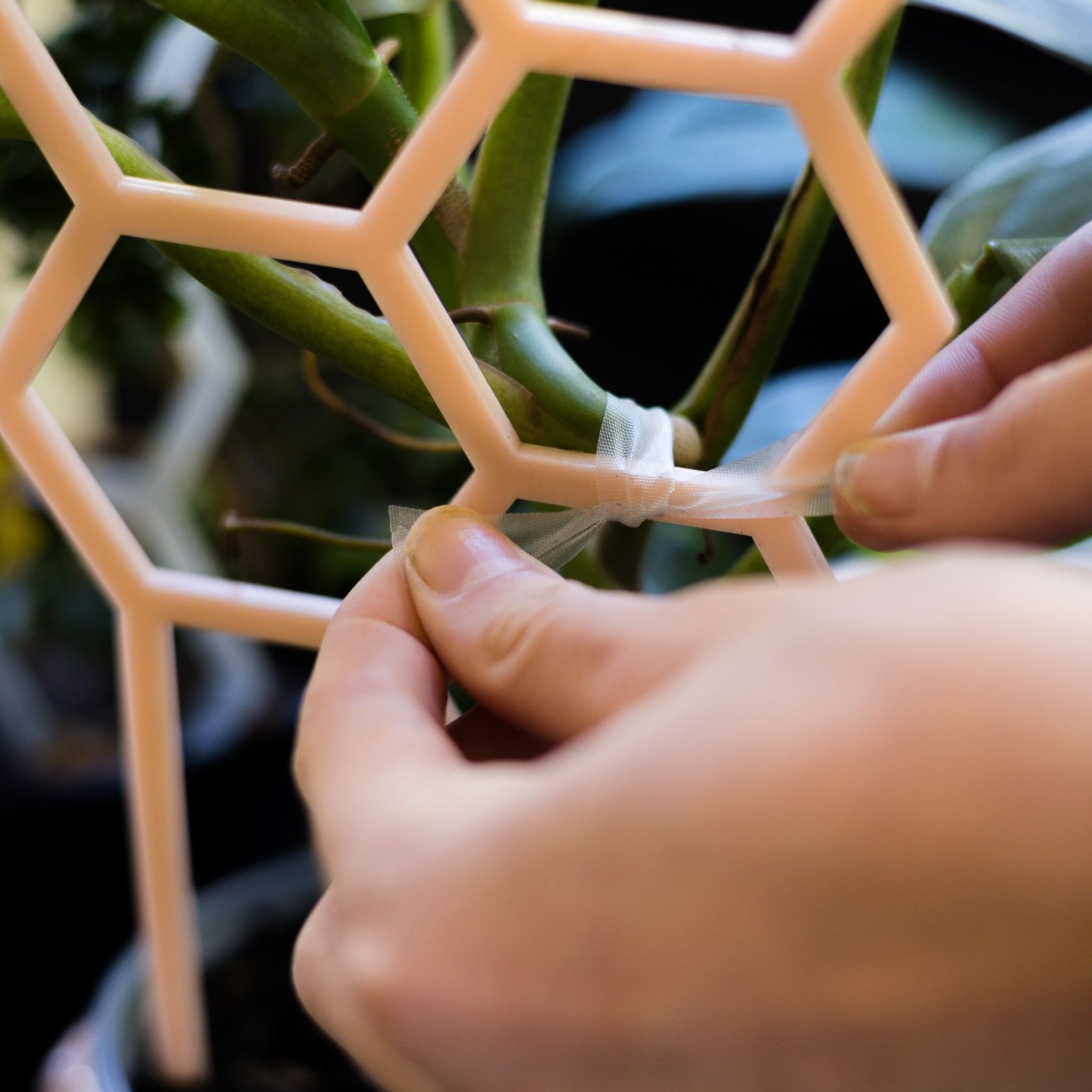 Clear stretch plant waggle tape securing indoor plant stem