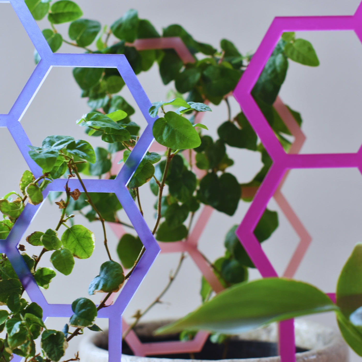 Why plant supports matter.