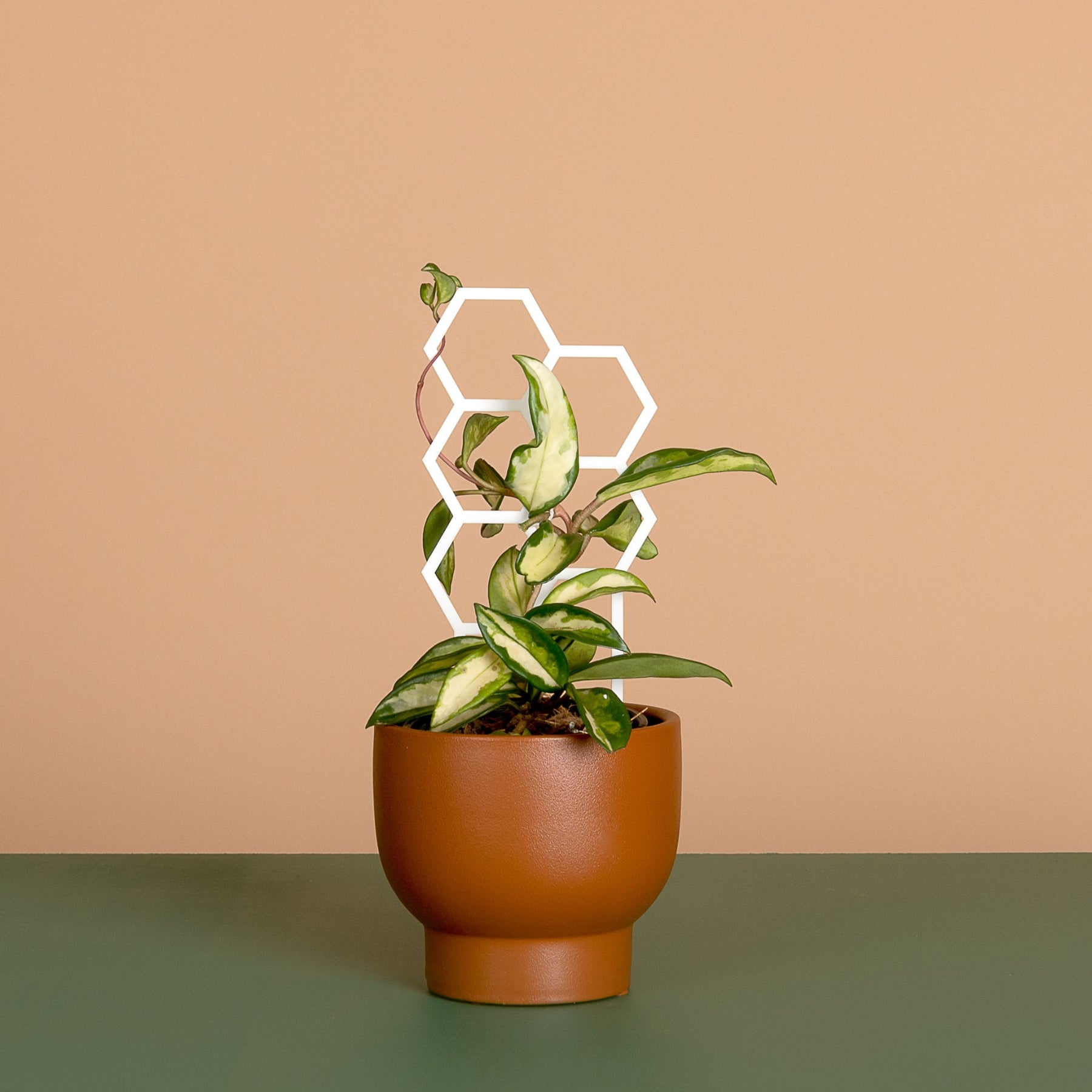 Mid-Size Plant Climbers