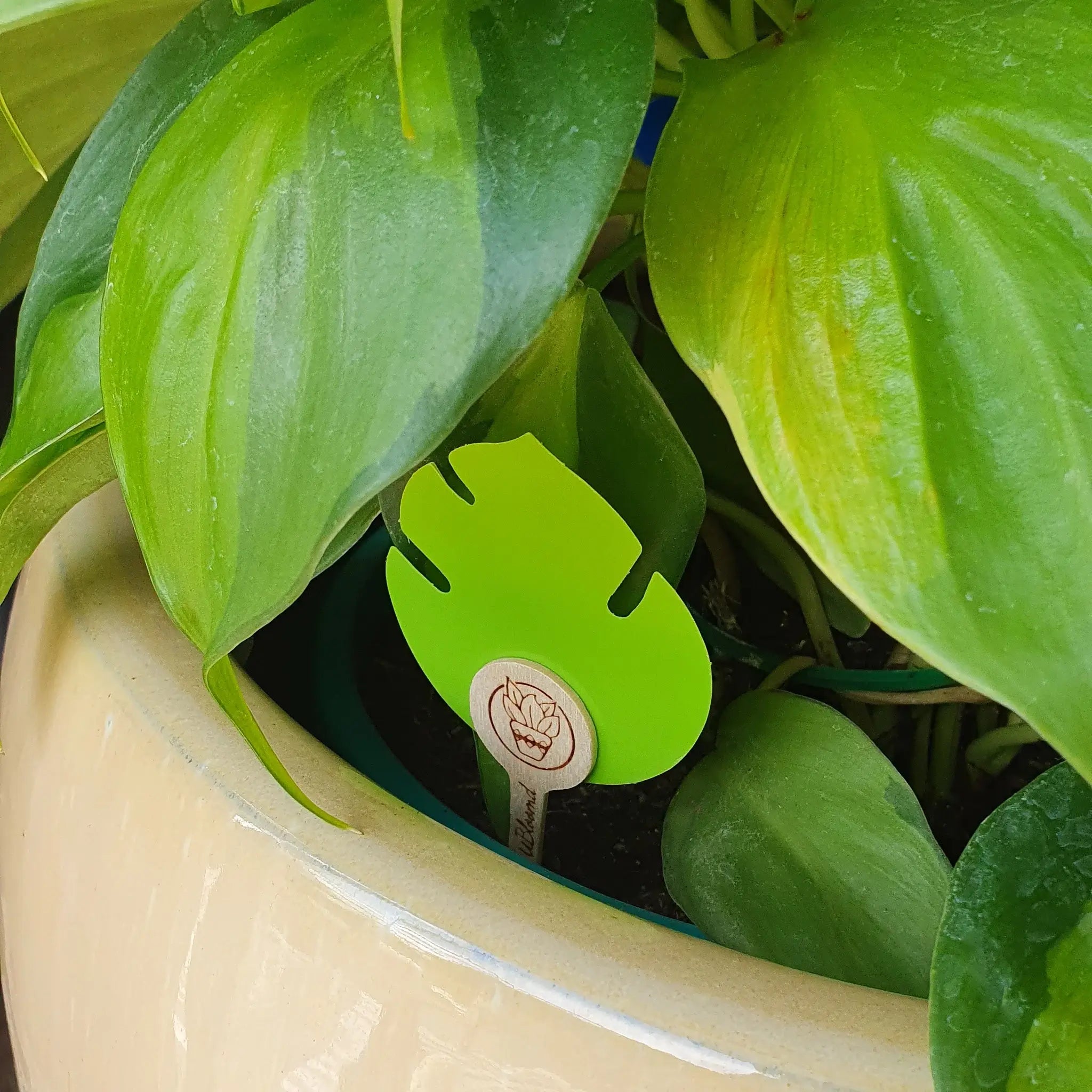 Monstera leaf shaped gnat trap placed in indoor plant pot