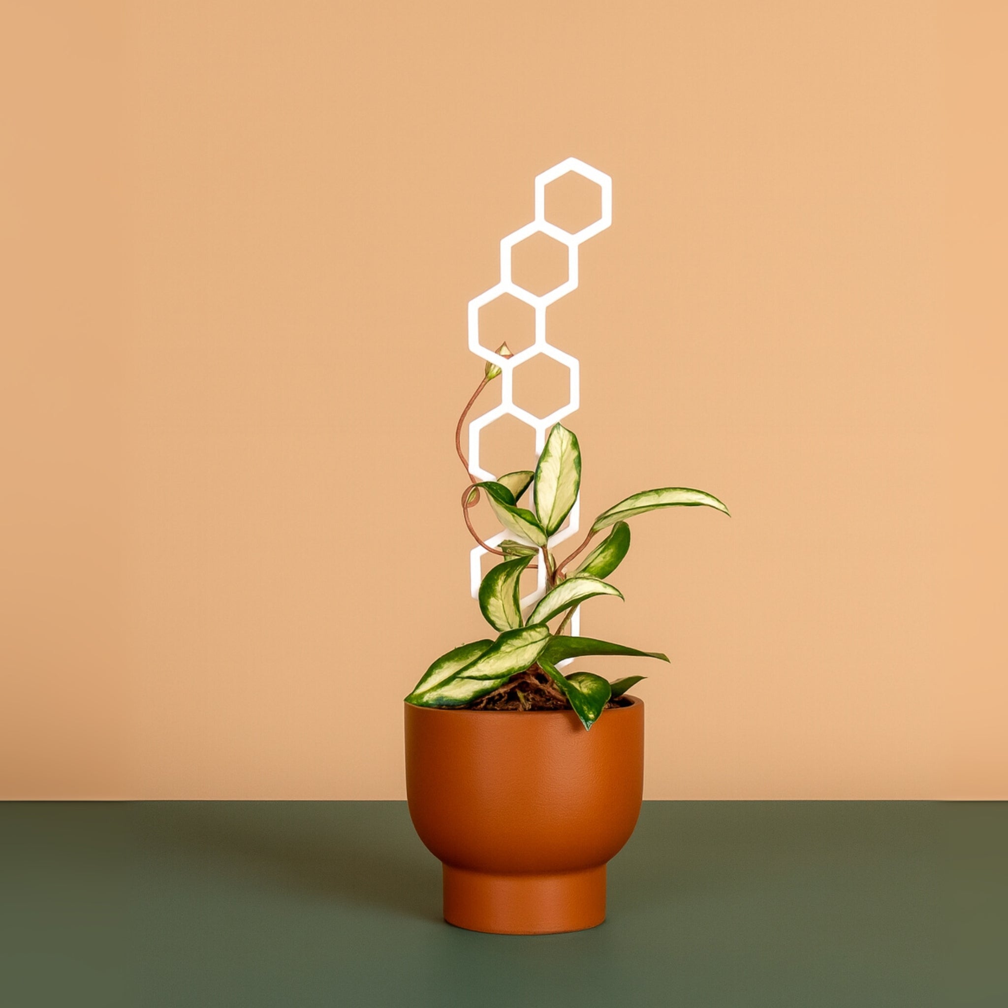 Mini Bee Stalk