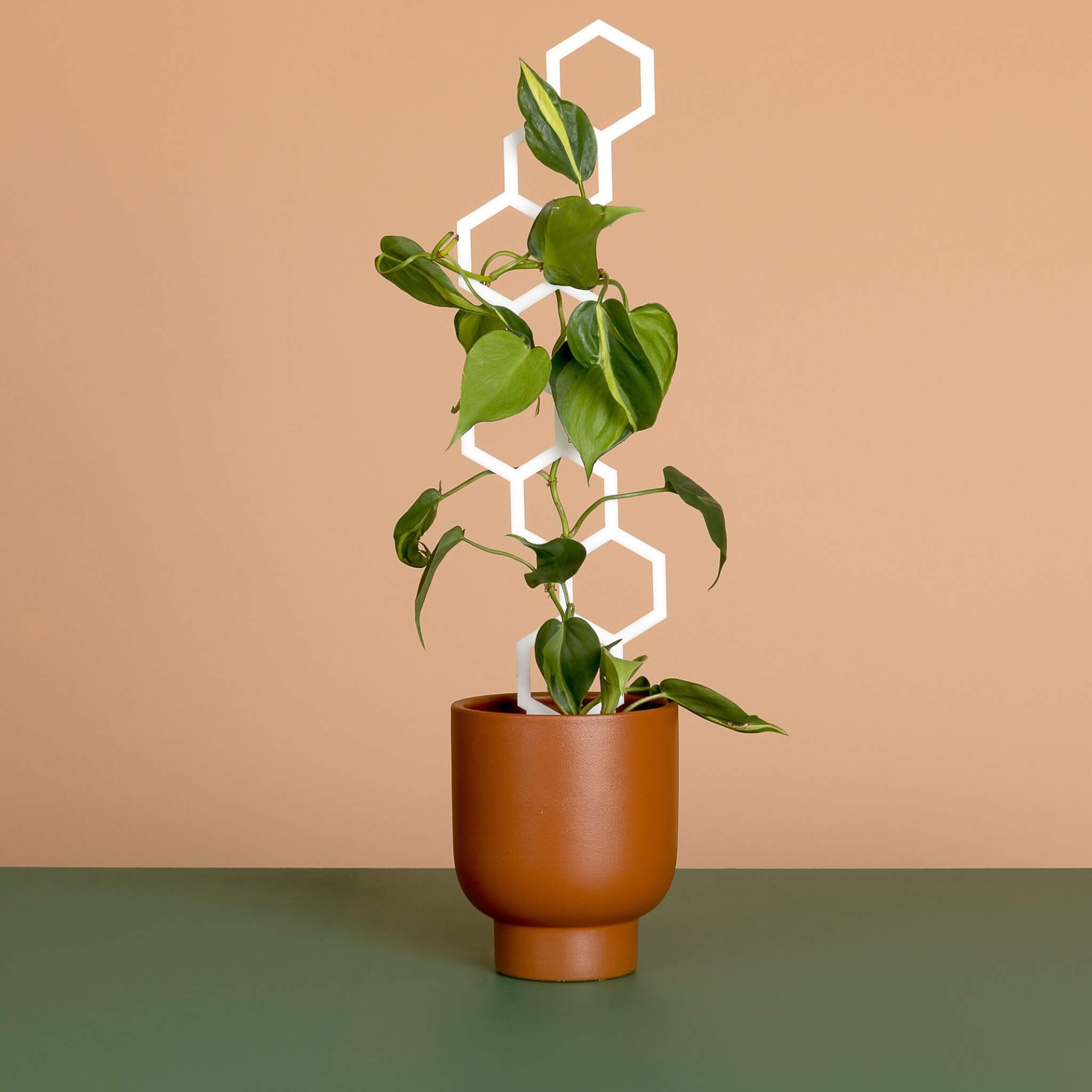 Bee Stalk - Tall Plant Climber comes with 6mm Clips