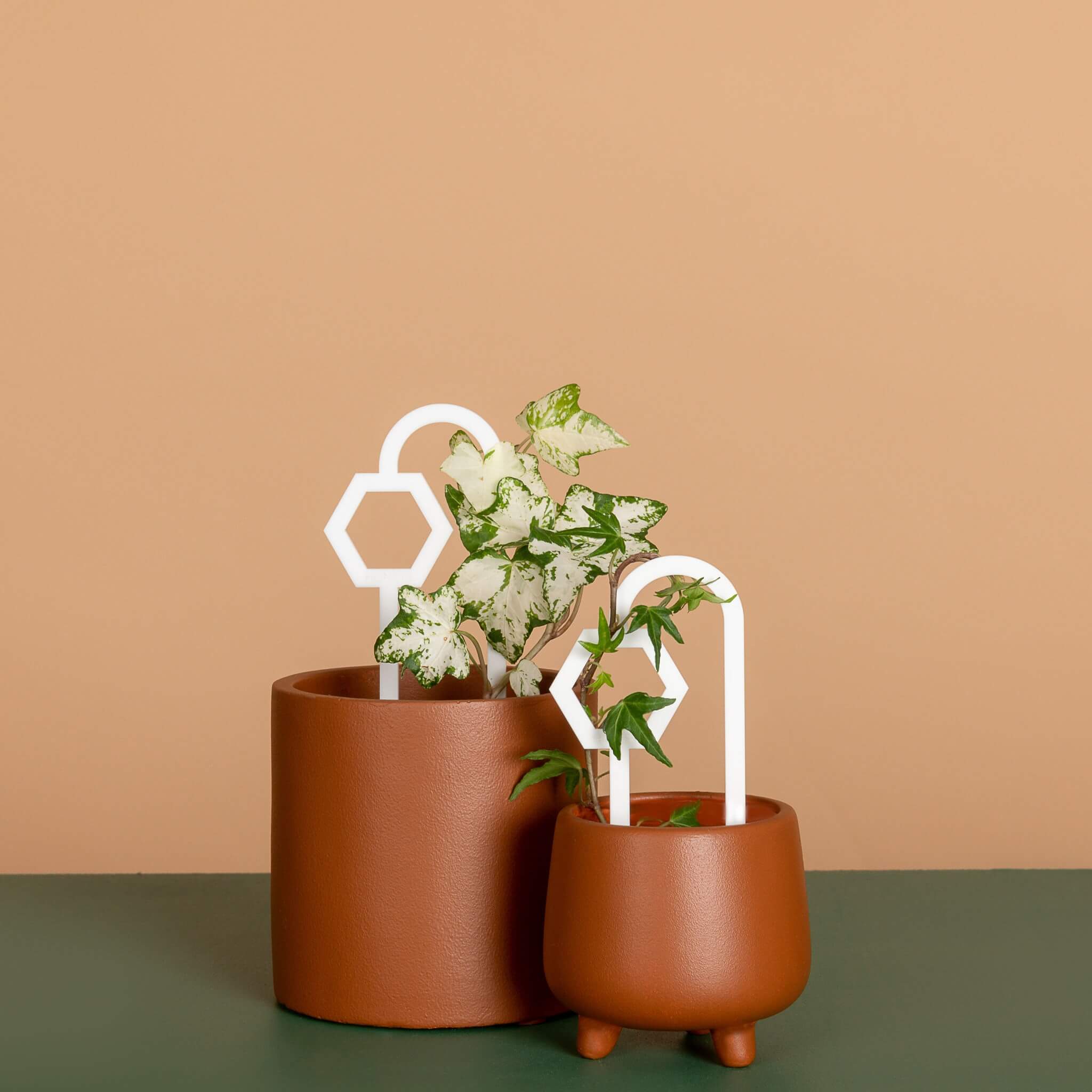 Buzzy Bee Plant Propagation Trellis in White supporting climbing plant in pot