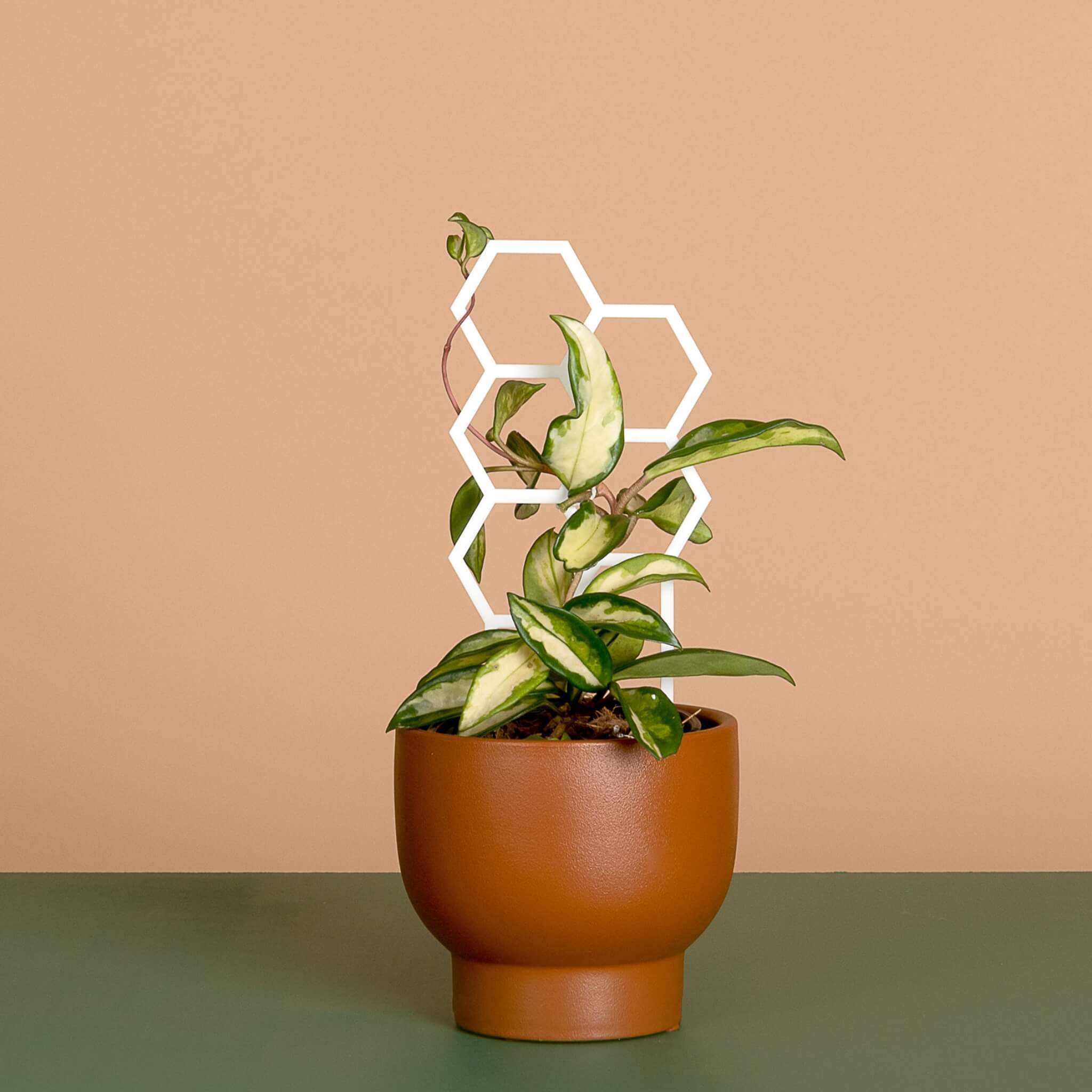 Hex – Modern Geometric Plant Climber for Indoor Plants