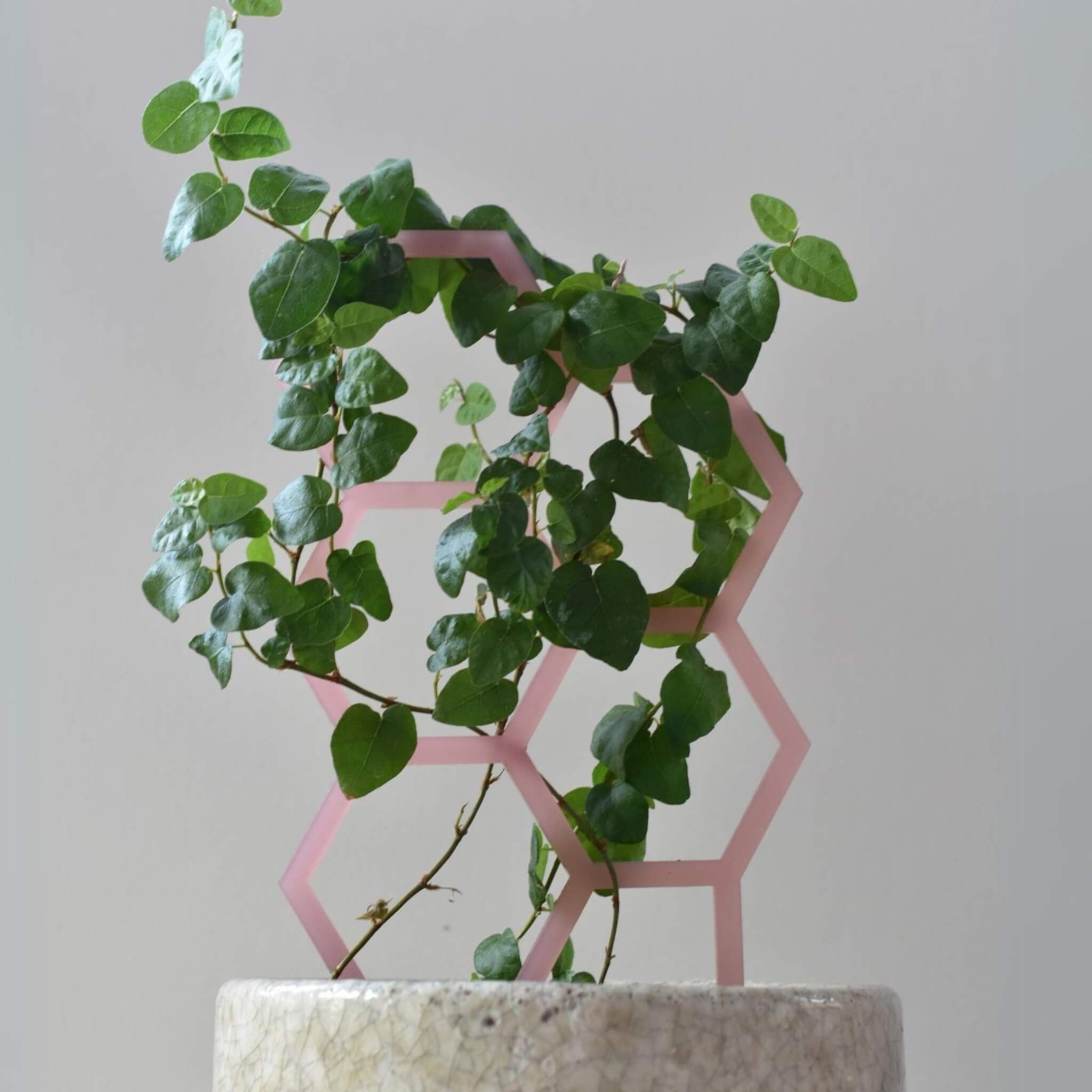 Hex Medium Sized Plant Climber in Frosted Blush Pink supporting climbing plant in pot