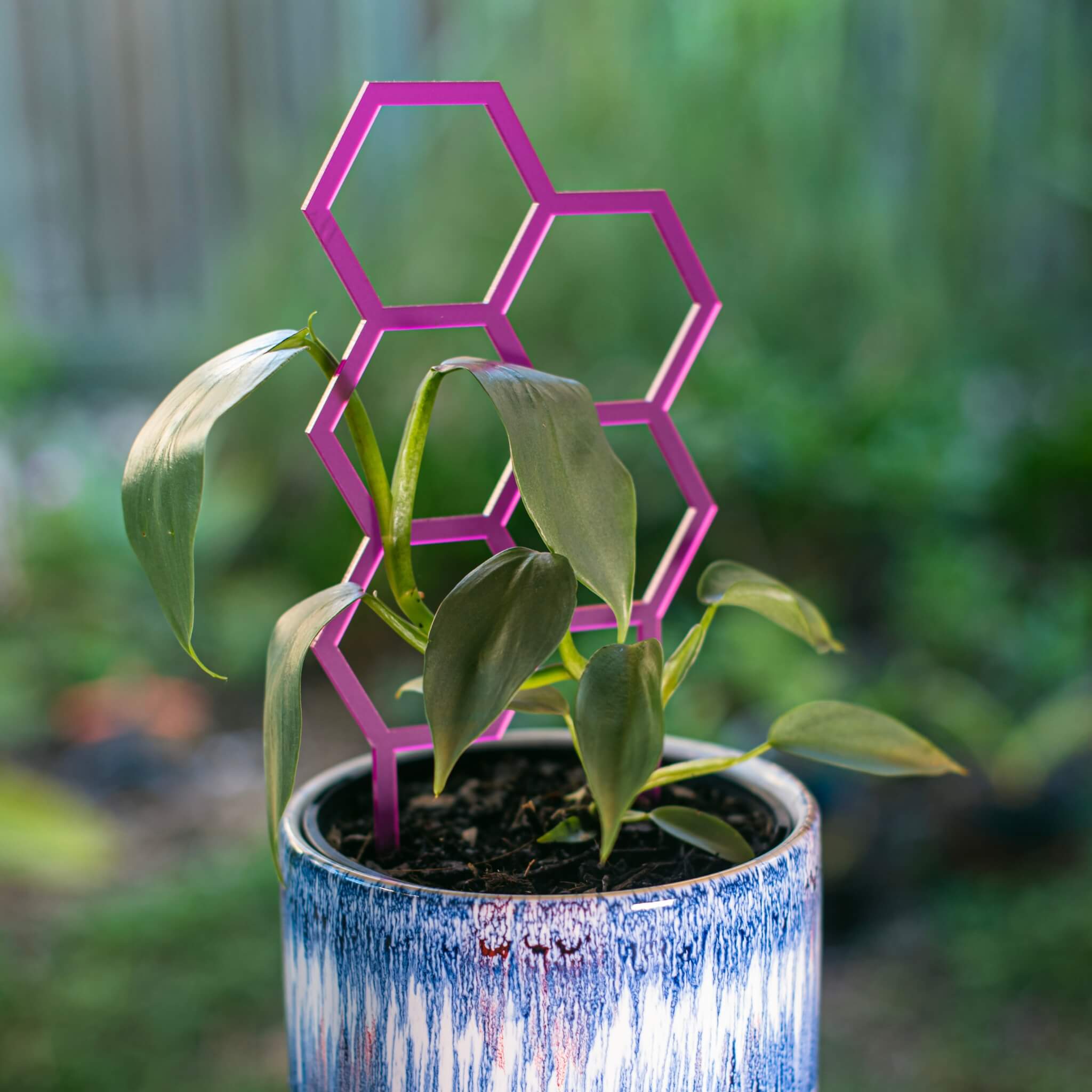 Hex Medium Sized Plant Climber in Frosted Magenta supporting climbing plant in pot