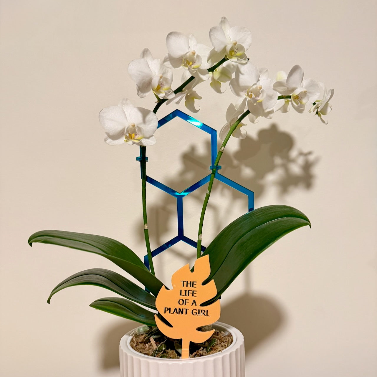 Plant Stake - In My Plant Era Collection