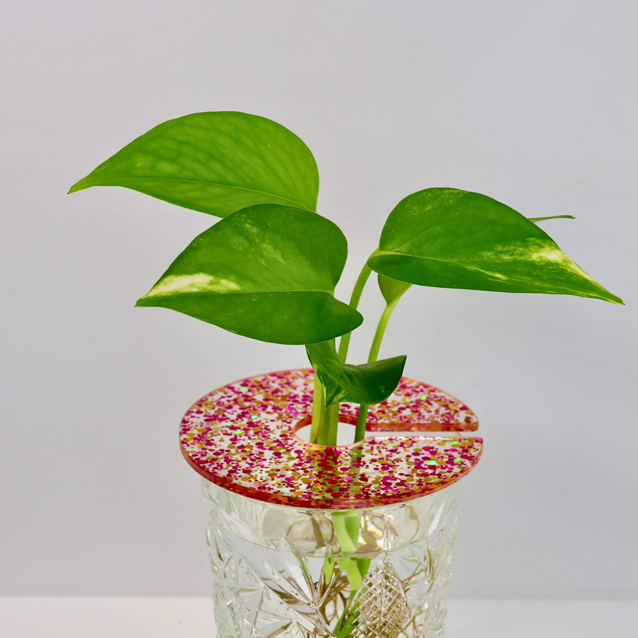 Large plant propagation disc for thick stem cuttings