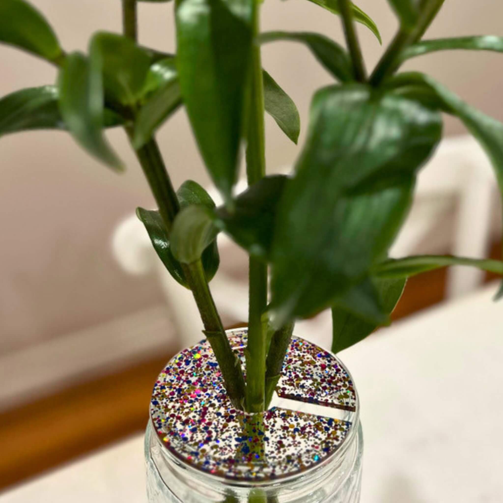 Small propagation disc placed on glass jar for plant cuttings