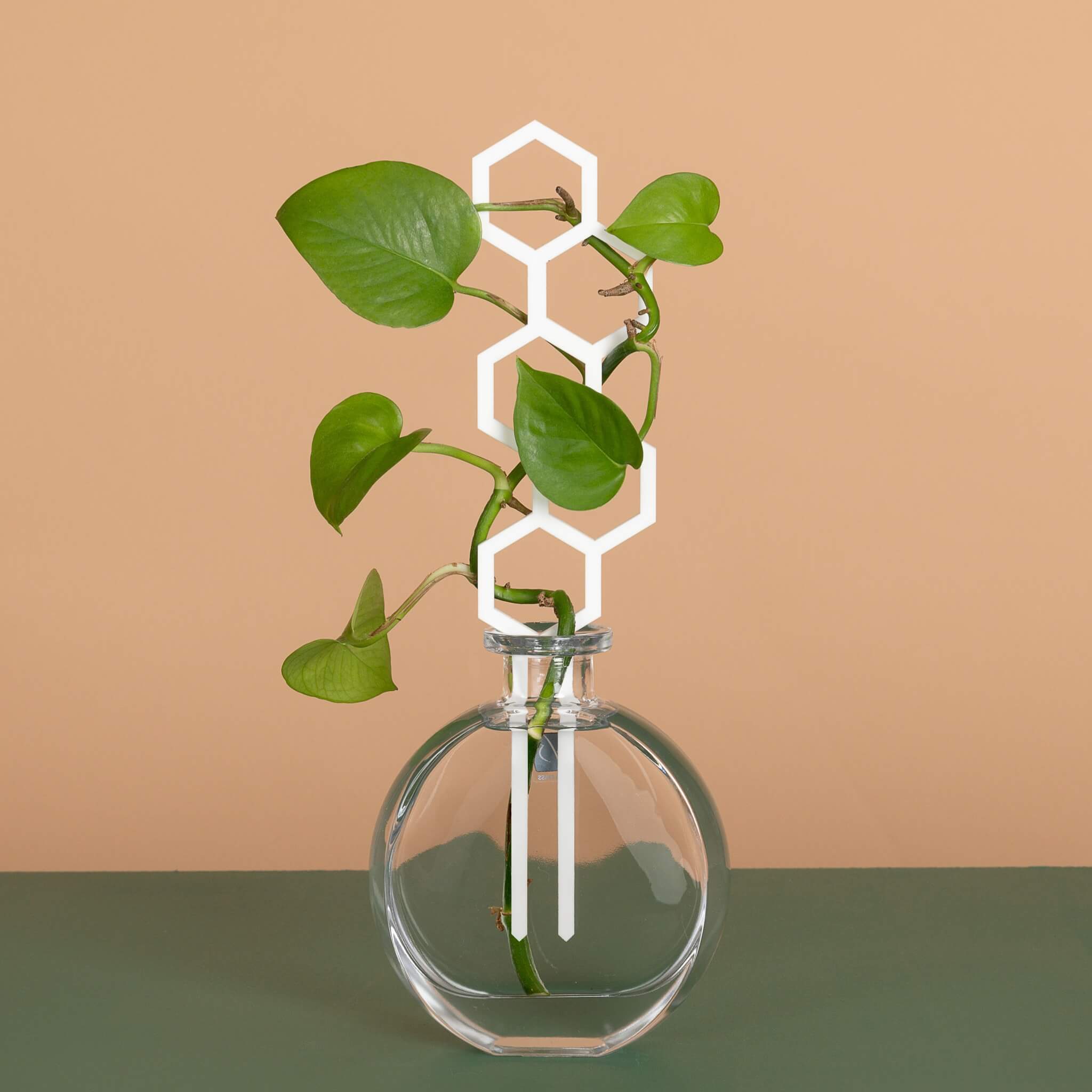 Water Bee plant propagation trellis in white displayed in glass vase with climbing plant cutting